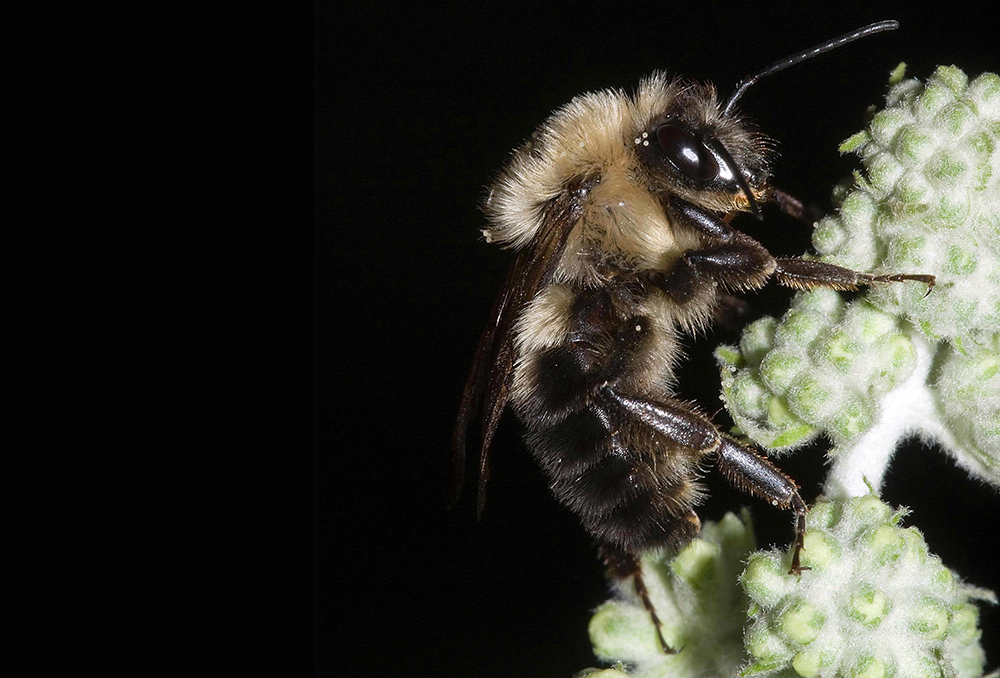 Bees Stopped Buzzing During the 2017 Total Solar Eclipse