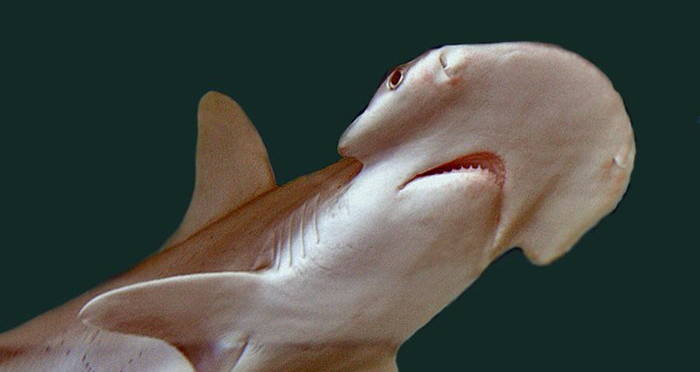 Bonnethead Shark Identified As World's First Known Omnivorous Shark